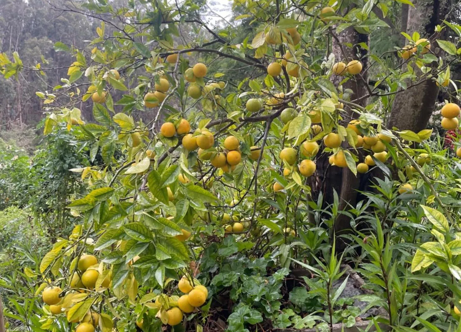 Finca El Lance Zumacal Firgas